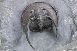 Gorgeous Scotoharpes Trilobite - Boudib, Morocco #359167-2